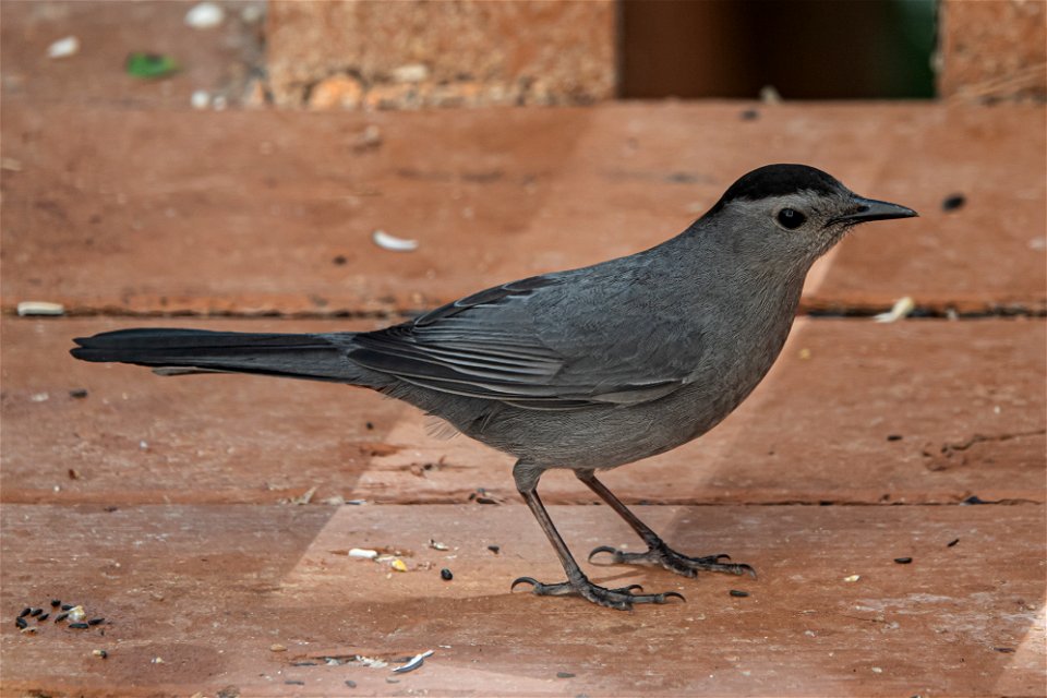 Day 178 - Pensive Catbird