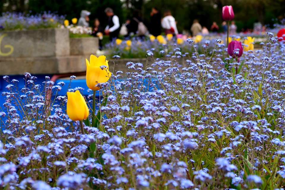 japanes_garden_rain_Herastrau (19)