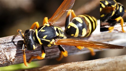 Polistes dominula (Haus-Feldwespe) sammelt Zellulose für den Nestbau