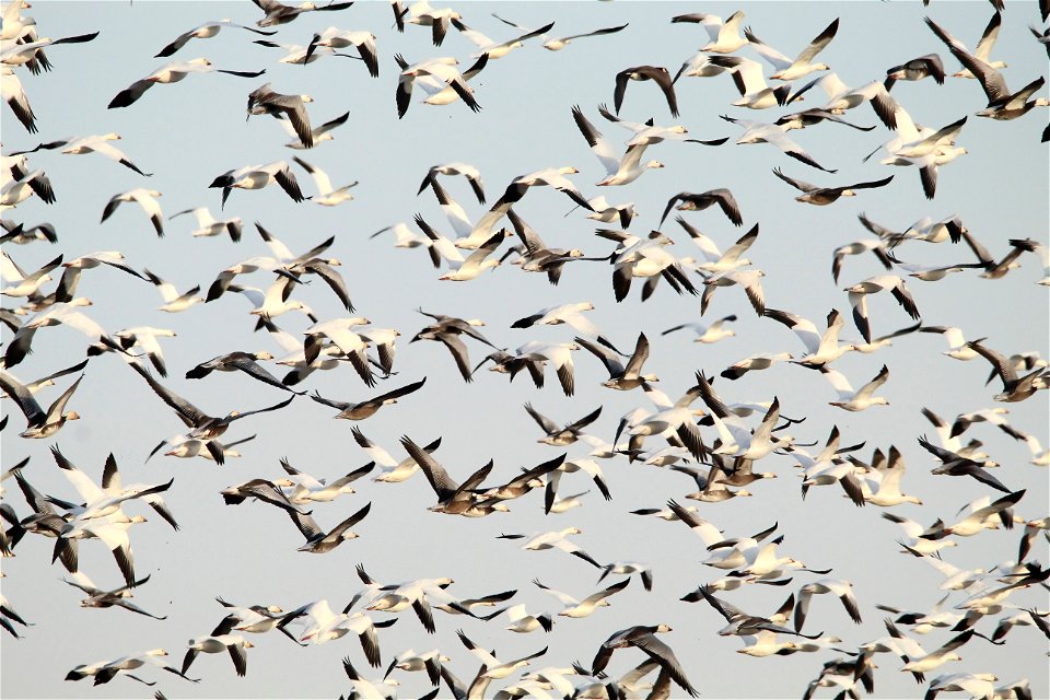 Light Goose Migration at the Huron Wetland Management District South Dakota