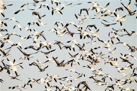 Light Goose Migration at the Huron Wetland Management District South Dakota photo