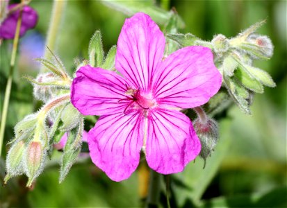 FLOWER 2 (07-08-2022) 5200 ft, rogers pass, helena nat forest, lewis and clark co, mt -01 photo