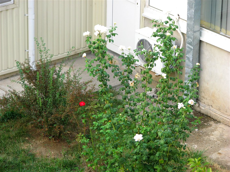 trandaf2008_0911_175211(2)
