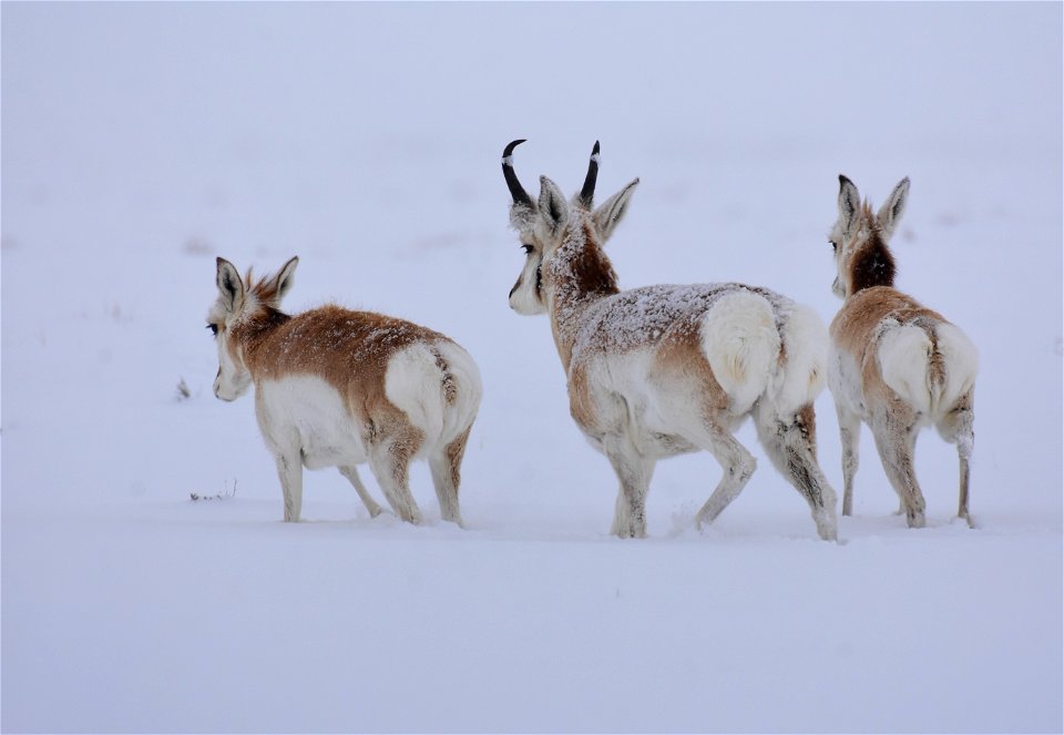 Pronghorn on Seedskadee National Wildlife Refuge