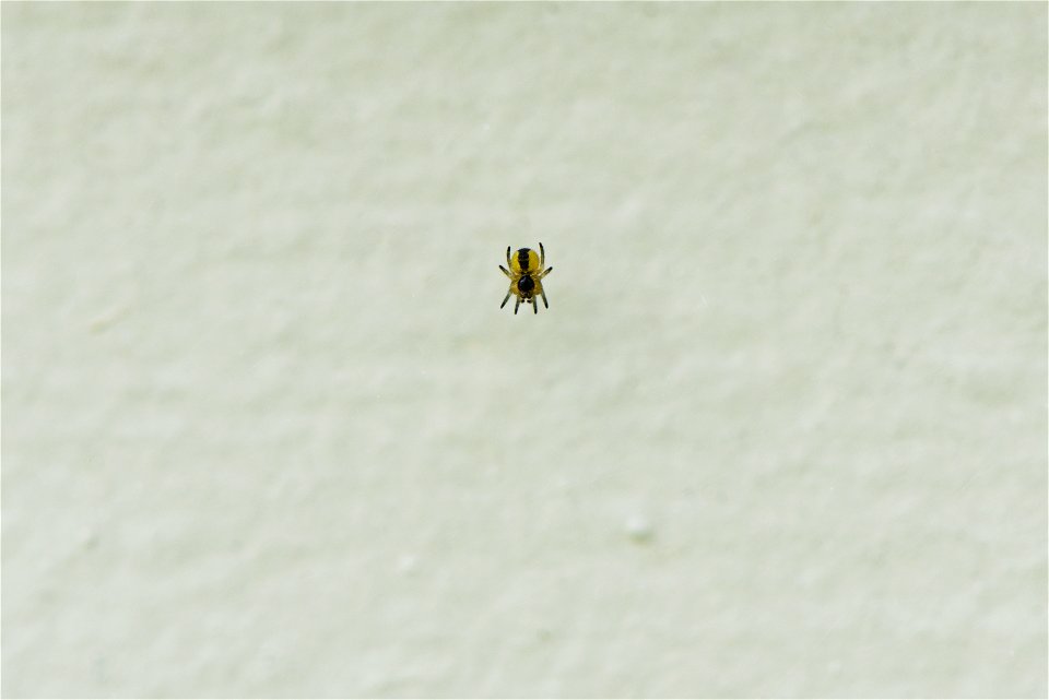 Baby orb-weaver spider