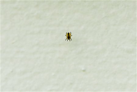 Baby orb-weaver spider photo