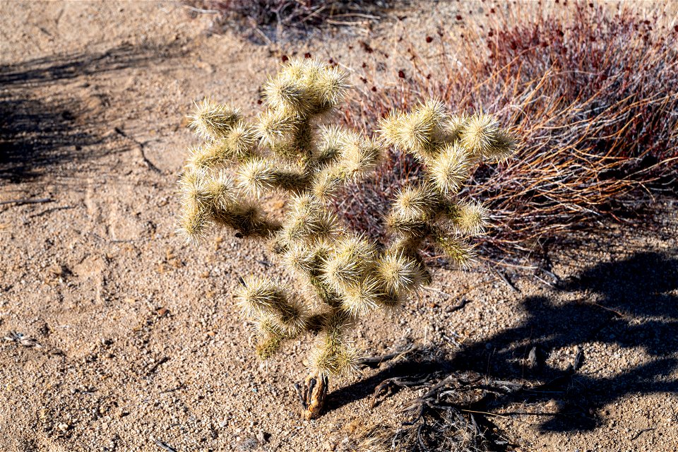 Joshua Tree National Park