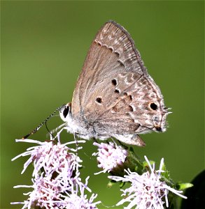 SCRUB-HAIRSTREAK, MALLOW (Strymon istapa istapa) (01-05-2022) the butterfly center, mission, hidalgo co, tx -01