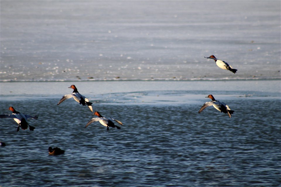 Canvasbacks Lake Andes National Wildlife Refuge South Dakota photo