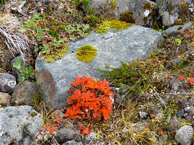Fall colors in Izembek wilderness photo
