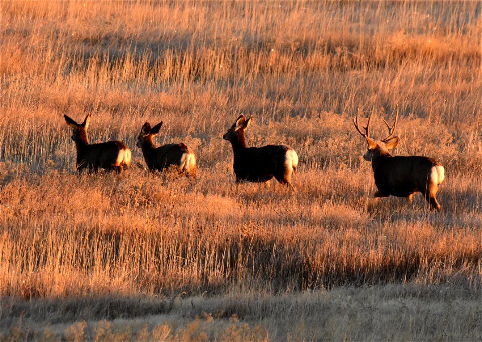 Mule deer at Seedskadee National Wildlife Refuge