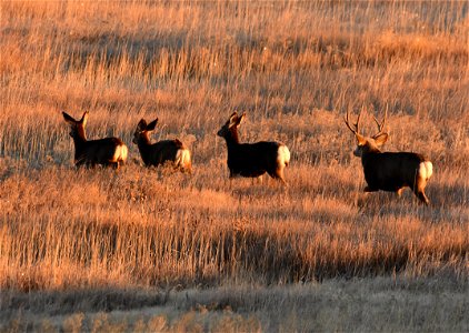 Mule deer at Seedskadee National Wildlife Refuge