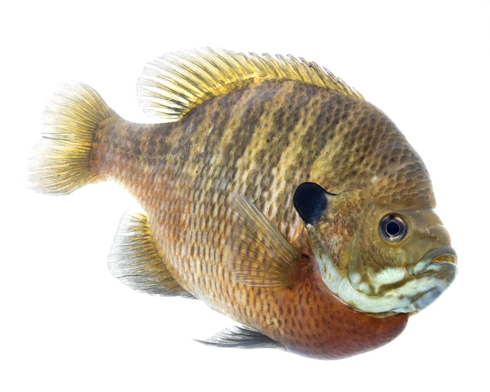 Bluegill (Lepomis macrochirus)