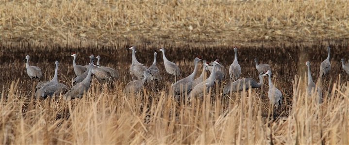 Sandhill Cranes Huron Wetland Management District South Dakota photo