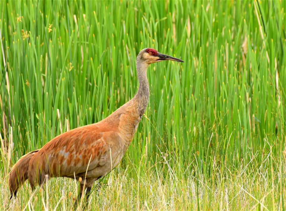 Greater sandhill crane at Seedskadee National Wildlife Refuge Wyoming