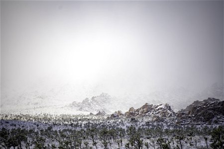 Snow over a field of Joshua trees in Lost Horse Valley photo