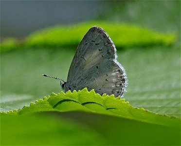 AZURE, sp (Celastrina sp) (05-09-2023) bearwallow mt, buncome co, nc -01