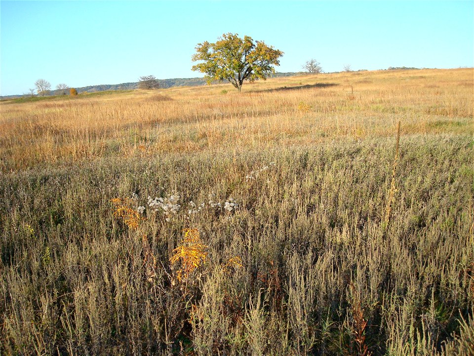 Lost Mound Sand Prairie