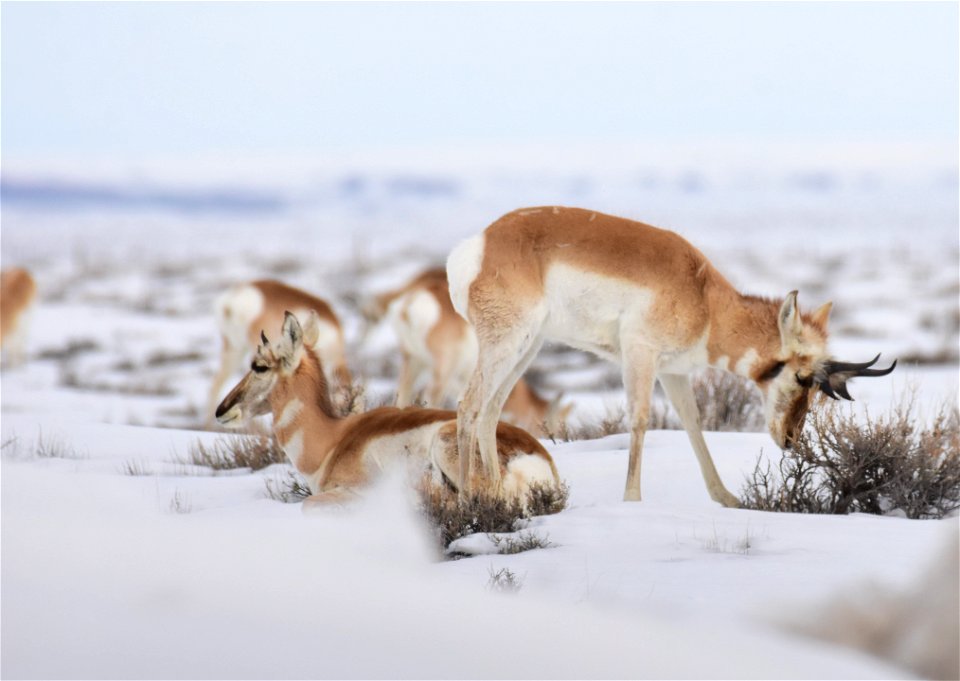 Pronghorn on Seedskadee National Wildlife Refuge