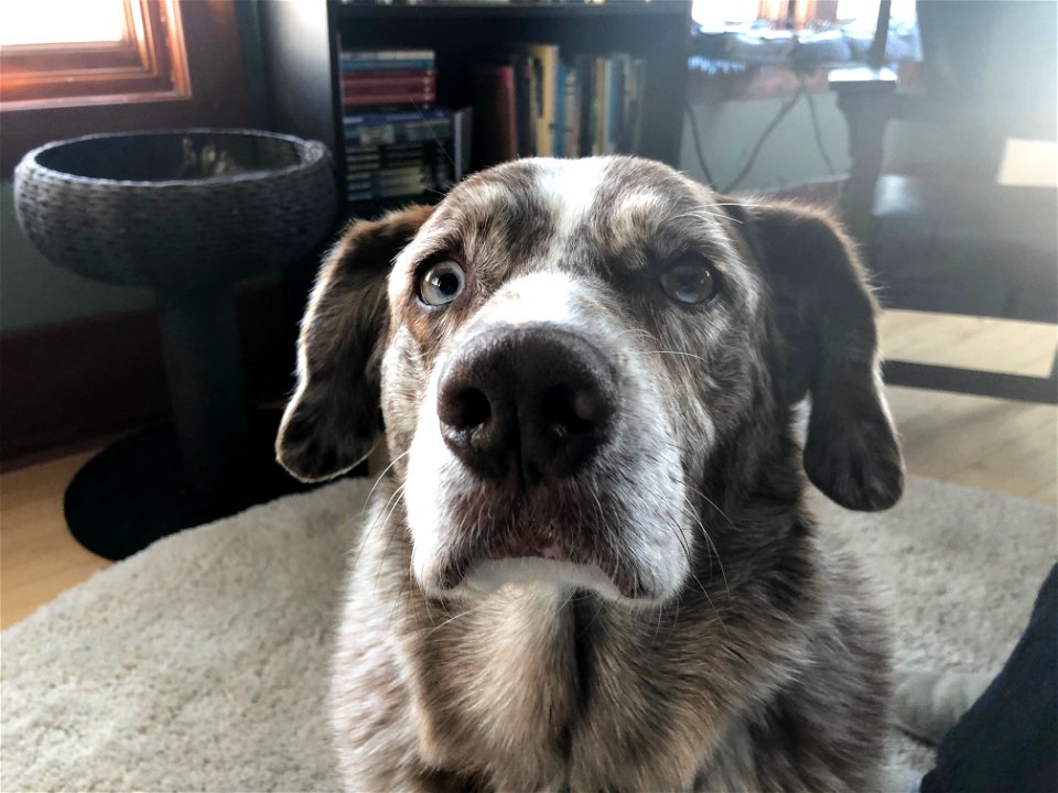 Please! I Deserve Some of That Cheese!