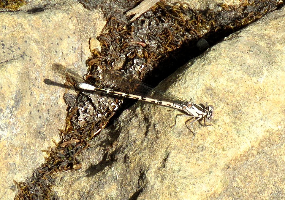 DANCER, VIVID (Argia vivida) (7-26--2021) female, low divide road, del norte co, ca -01