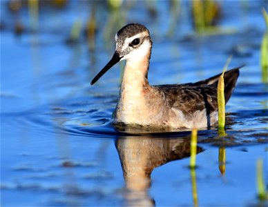 Wilson's phalarope at Seedskadee National Wildlife Refuge