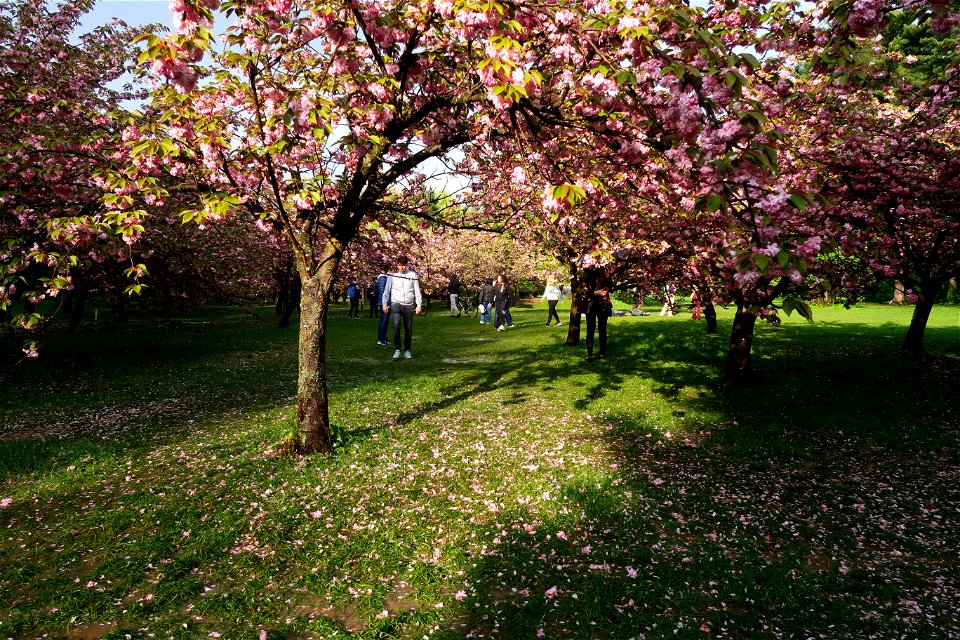 japanes_garden_rain_Herastrau (53)