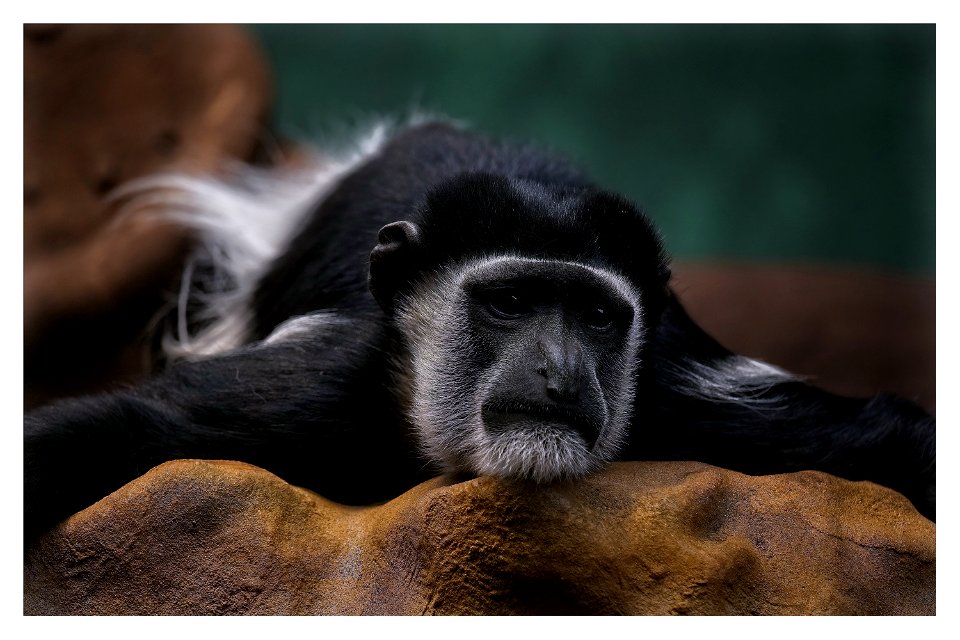 Black-and-white Colobus