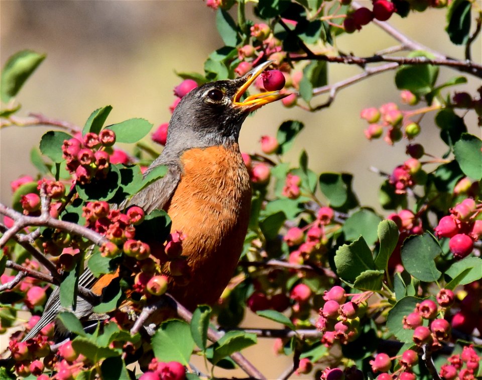 American robin at Seedskadee National Wildlife Refuge