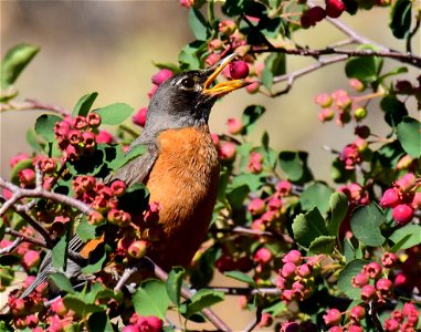 American robin at Seedskadee National Wildlife Refuge
