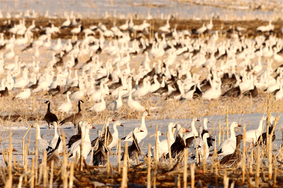 Spring Goose Migration Huron Wetland Management District South Dakota