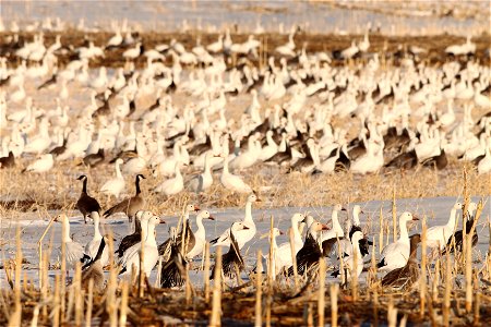 Spring Goose Migration Huron Wetland Management District South Dakota