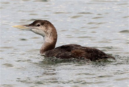 094 - YELLOW-BILLED LOON (10-20-2021) adult, harbor, crescent city, del morte co, ca  (3)