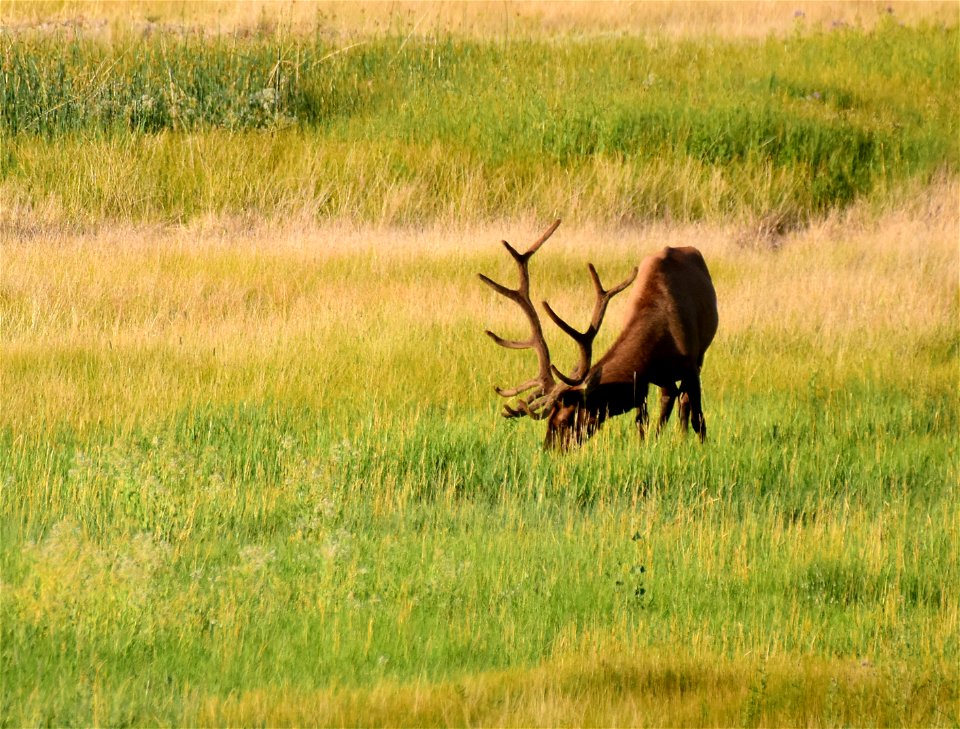 Elk at Seedskadee National Wildlife Refuge