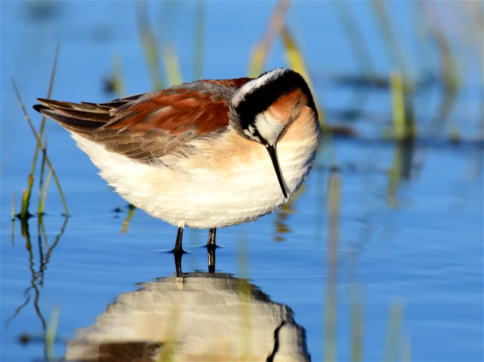 Wilson's phalarope at Seedskadee National Wildlife Refuge