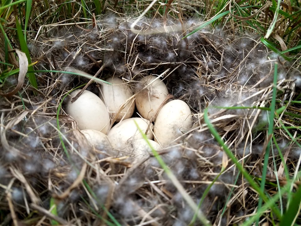 Waterfowl Nest Lake Andes Wetland Management District South Dakota photo