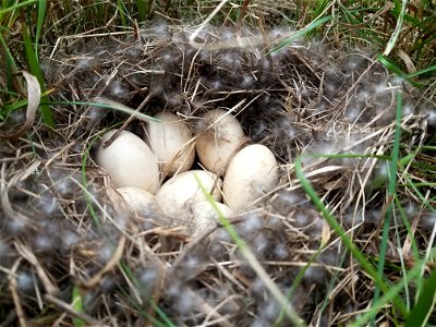Waterfowl Nest Lake Andes Wetland Management District South Dakota