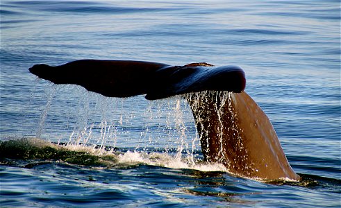 Sperm Whale diving. photo