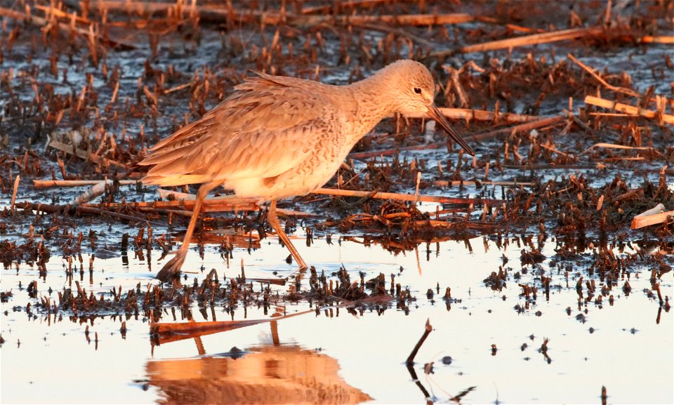 Willet Huron Wetland Management District South Dakota