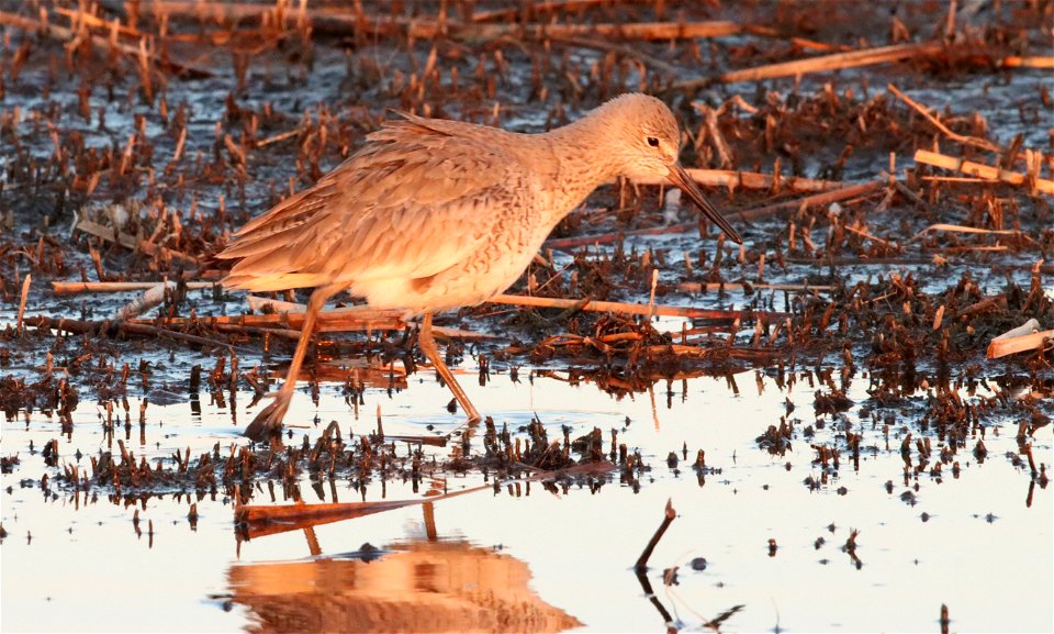 Willet Huron Wetland Management District South Dakota photo