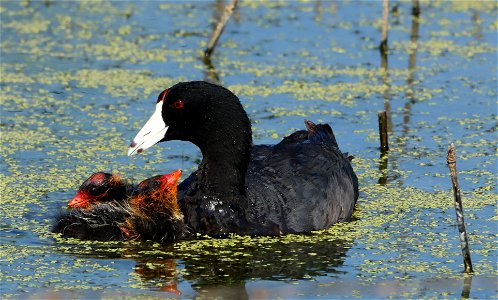 American Coot with young on the Huron Wetland Management District photo