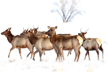 Elk on the National Elk Refuge