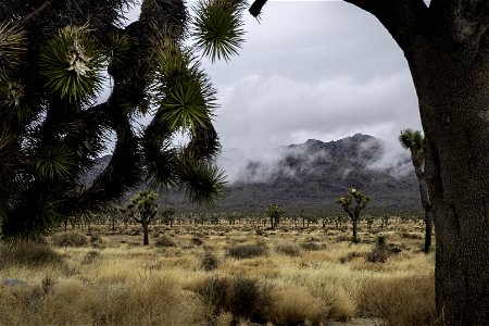 Clouds over Queen Mountain and Joshua trees photo
