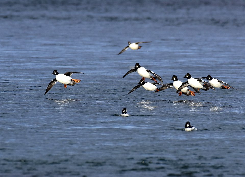 Common goldeneye at Seedskadee National Wildlife Refuge