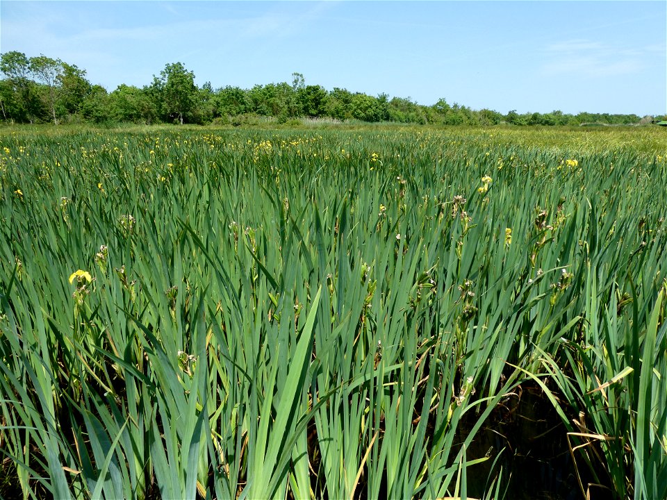 Iris pseudacorus L., 1753