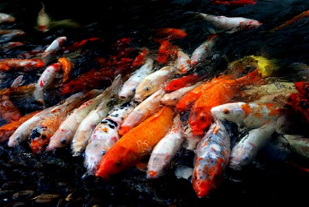 Colourful Koi carp.