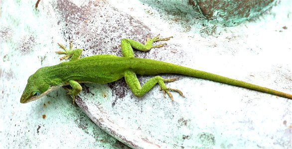 ANOLE, GREEN (Anolis carolinensis) (05-13-2023) Nnew hanover co, nc -03