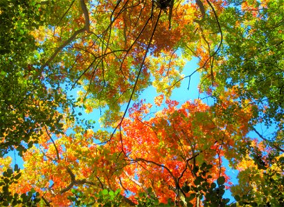 fall colours 1