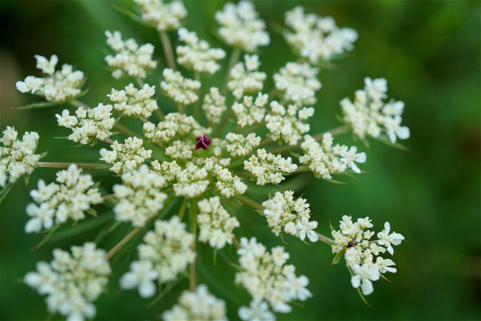 Queen Ann's Lace Closeup