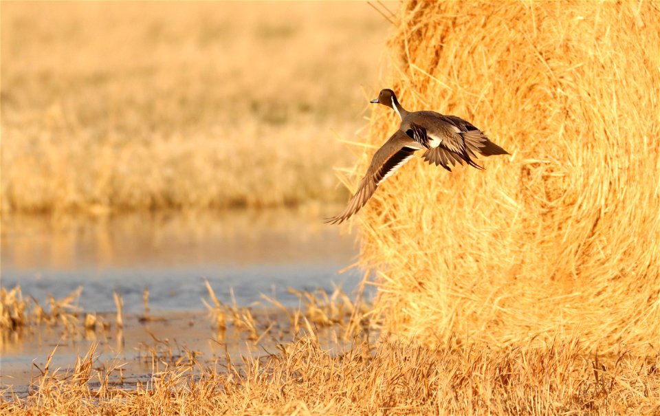 Northern Pintail Drake Huron Wetland Management District photo